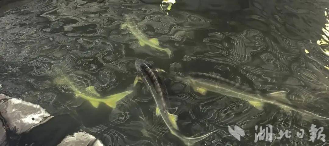 厉害了！全球三成鱼子酱产自湖北