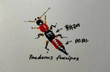 生吃隐翅虫该挂哪个科？这问题我替你问过了