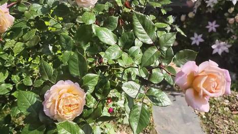 夏日里邻家花圃（三）