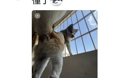 网友美滋滋晒出毛孩子的照片却被评论区质疑不是狗，以为评论区有人无理取闹，看到本尊后彻底熄火：此乃何物…