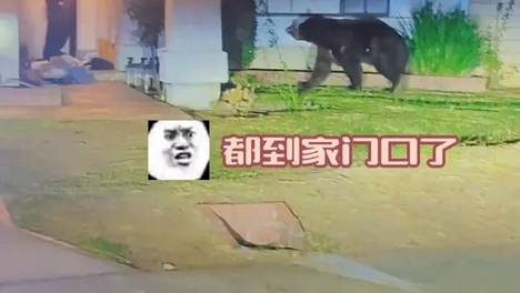 国外一网友在院子遇黑熊，自家约克夏却直接把熊吓到了树上，有人奇怪约克夏战斗力为零，怎么把狗熊吓破胆，评论区：你带入下蟑螂呢？