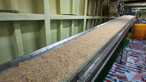 连江“海上虾皮加工厂”投用 日加工鲜虾150吨