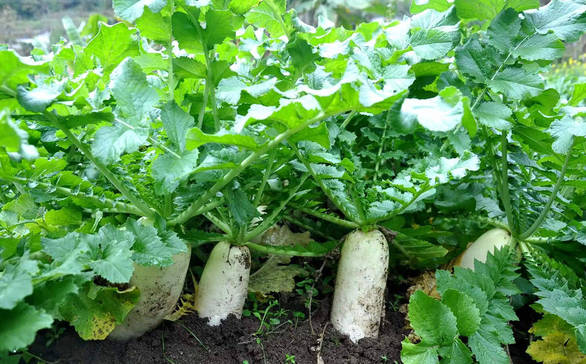 00999cead41d454aa95c1a0f745b5498