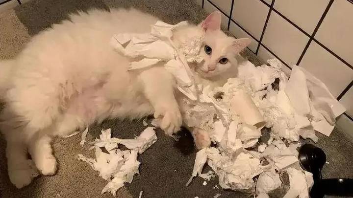 养猫后的崩溃瞬间,你有过吗?一定要看到最后! 你养猫崩溃过吗?
