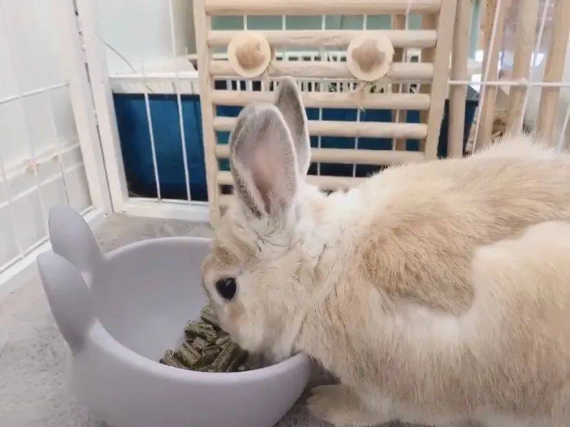 兔兔能吃猫粮吗