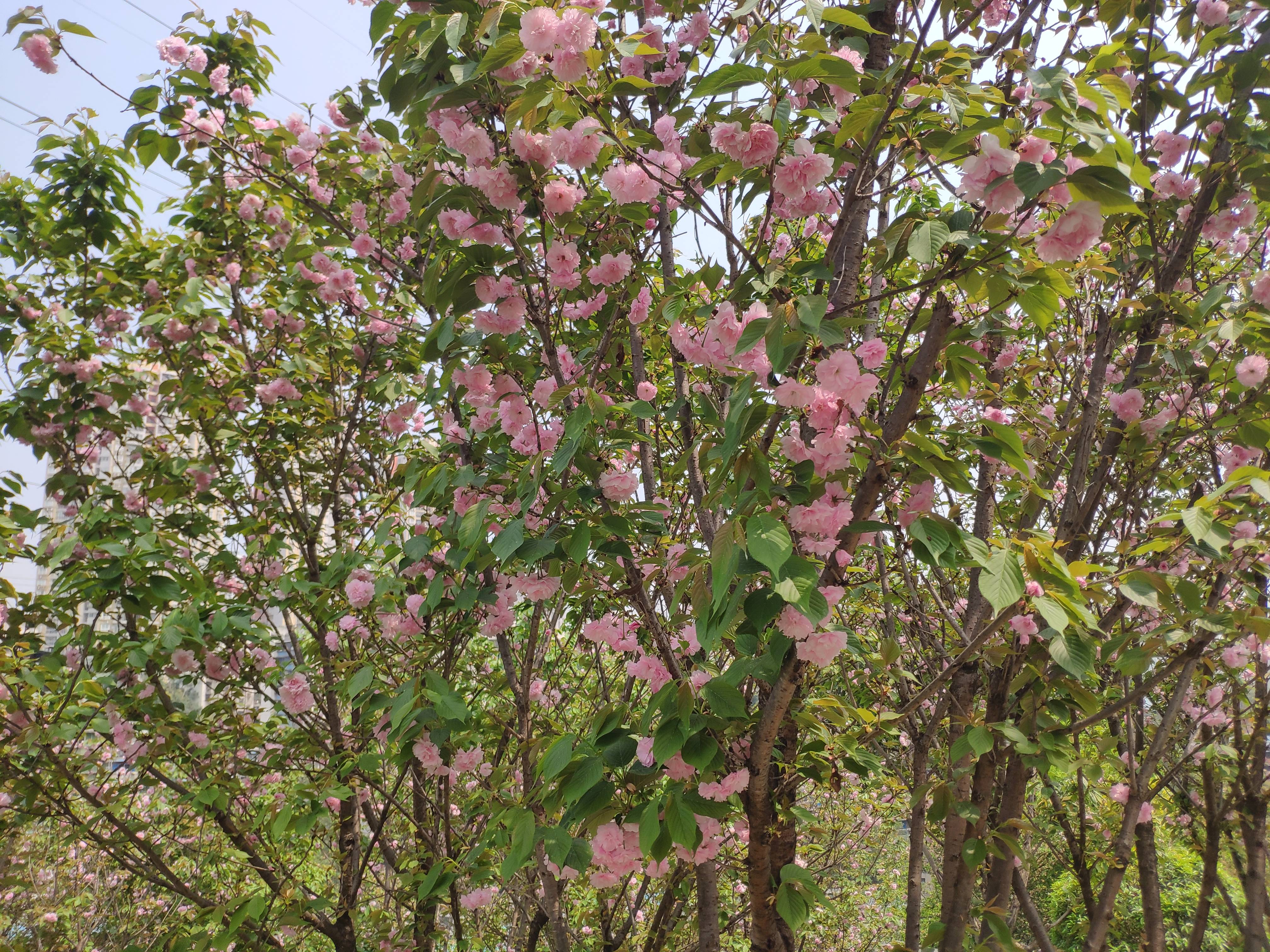 重庆康隆公园粉色樱花盛开 粉色花朵绚丽多彩美不胜收