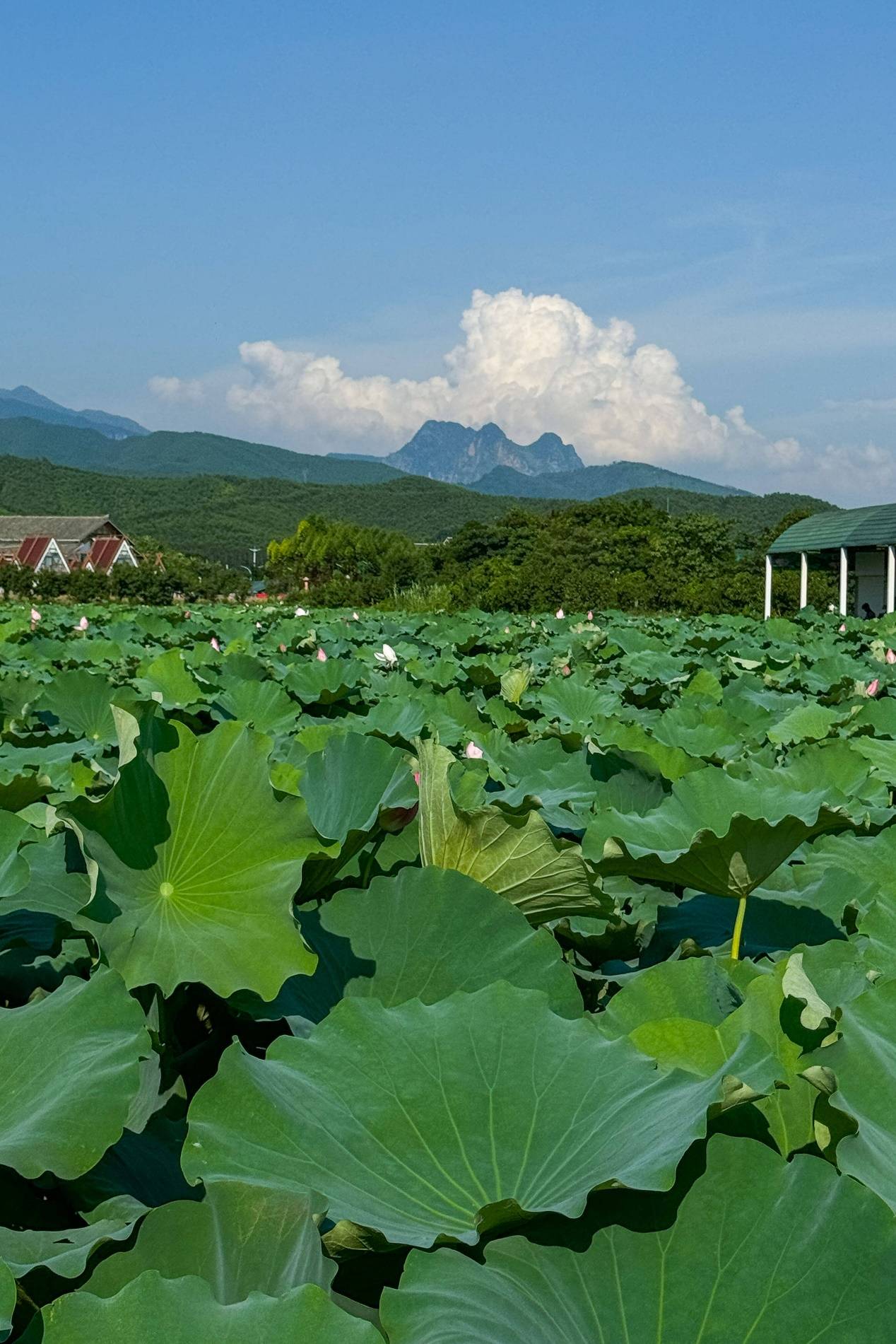 🌸【7777788888挂牌图库】🌸_西部有9个城市开通地铁，这个城市的轨道集团遥遥领先