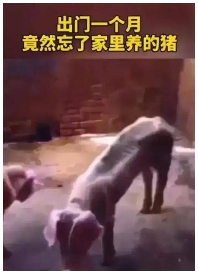 山东一男子养了两头猪，出差一个月把猪忘了，等他回来一看心酸了