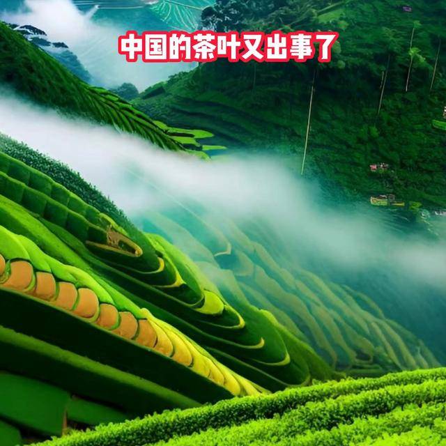 茶叶也不能喝了欧盟一天两拒中国茶：茶叶安全质量标准太奇葩