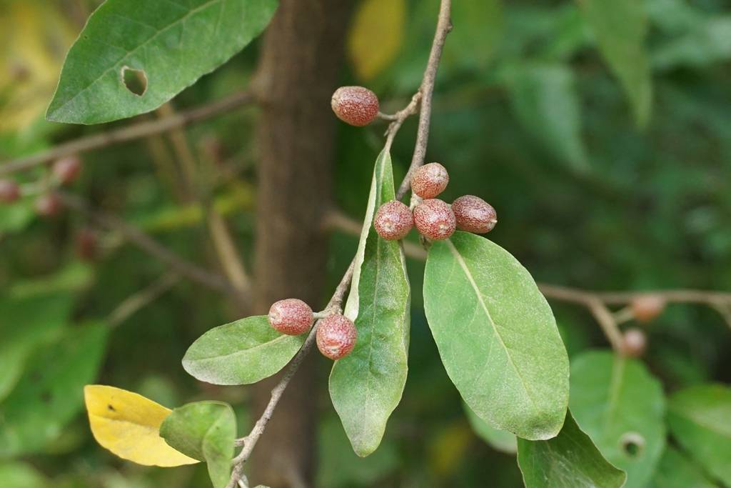 我见到的山东本土植物和园林栽培植物(792)牛奶子