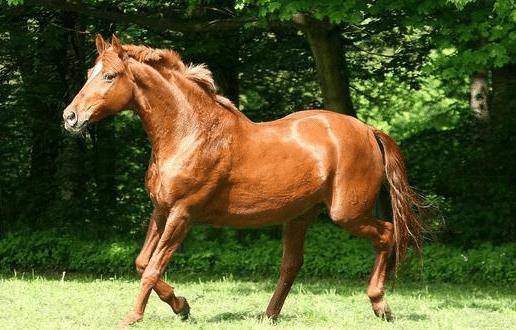 丙午年三大幸运生肖：属鼠招财、属马高光、属猪纳福