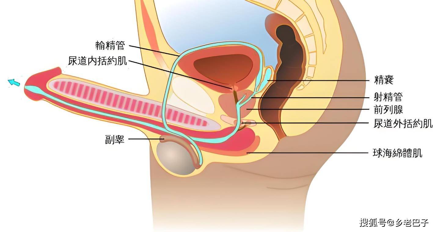 男人生殖系统图谱(图片+文字)