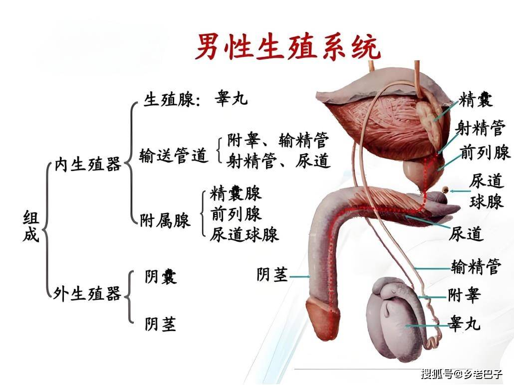 男人生殖系统图谱(图片+文字)