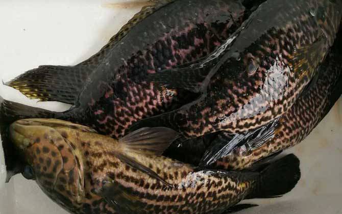 石斑鱼黑身病严重用什么来治疗