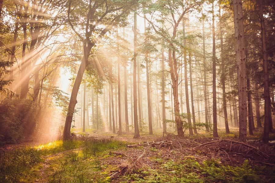 必威西汉姆联官网电影节推出虚拟现实体验区