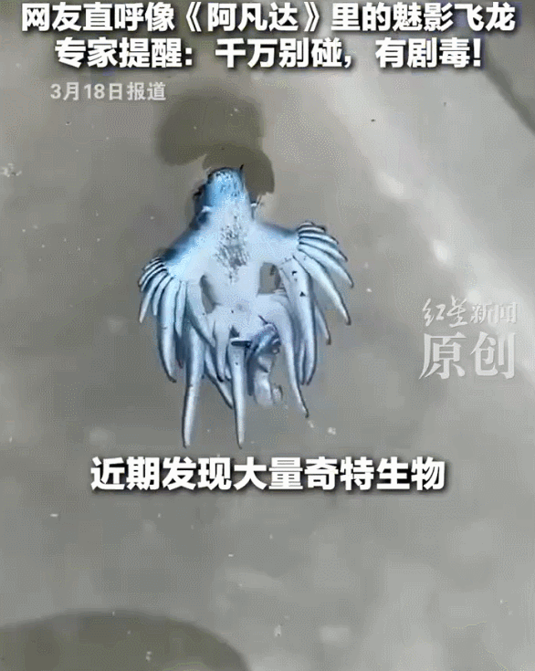 美国一小岛现大量蓝色奇异生物！像极了《阿凡达》里的魅影飞龙