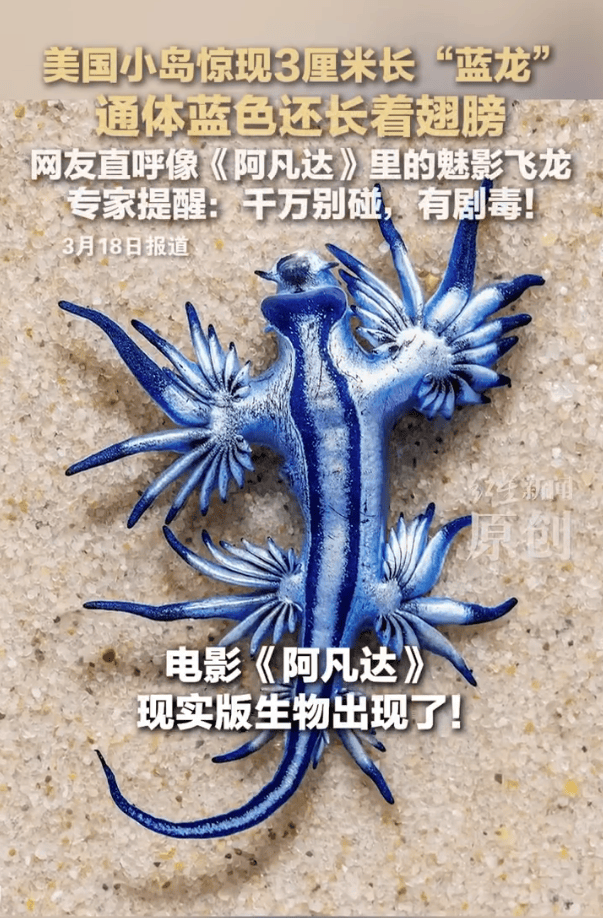 美国一小岛现大量蓝色奇异生物！像极了《阿凡达》里的魅影飞龙