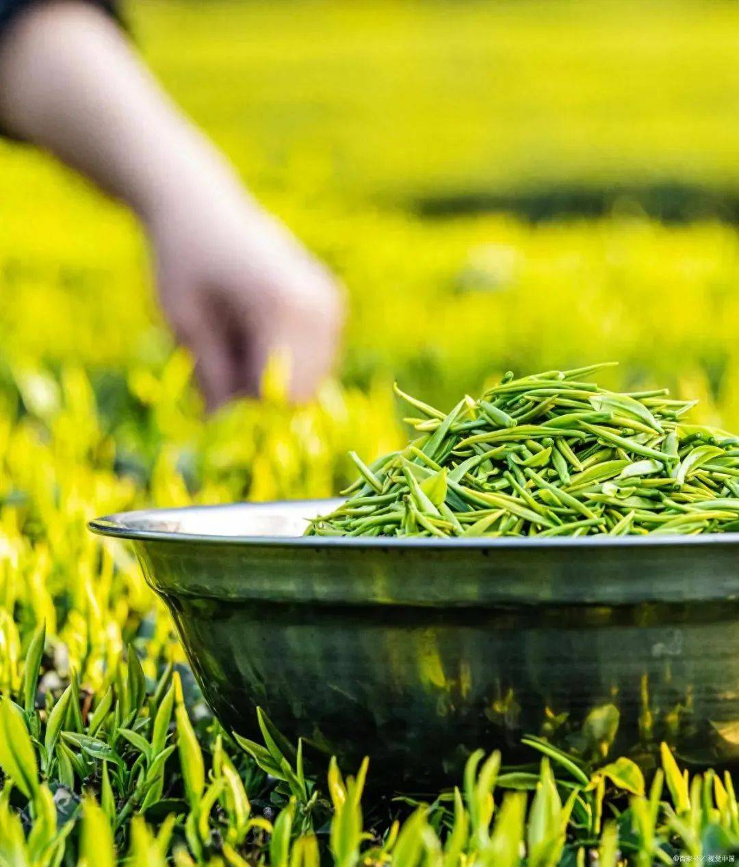 浮梁茶是景德镇市浮梁县的特产也是全国农产品地理标志产品浮梁茶外形紧