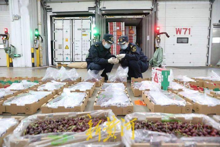 广州南沙口岸迎车厘子进口高峰 2万吨智利佳品助力春节盛宴完美电竞(图2)