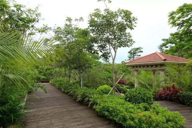 最全面的苗木种植完美电竞、移栽养护资料(图6)