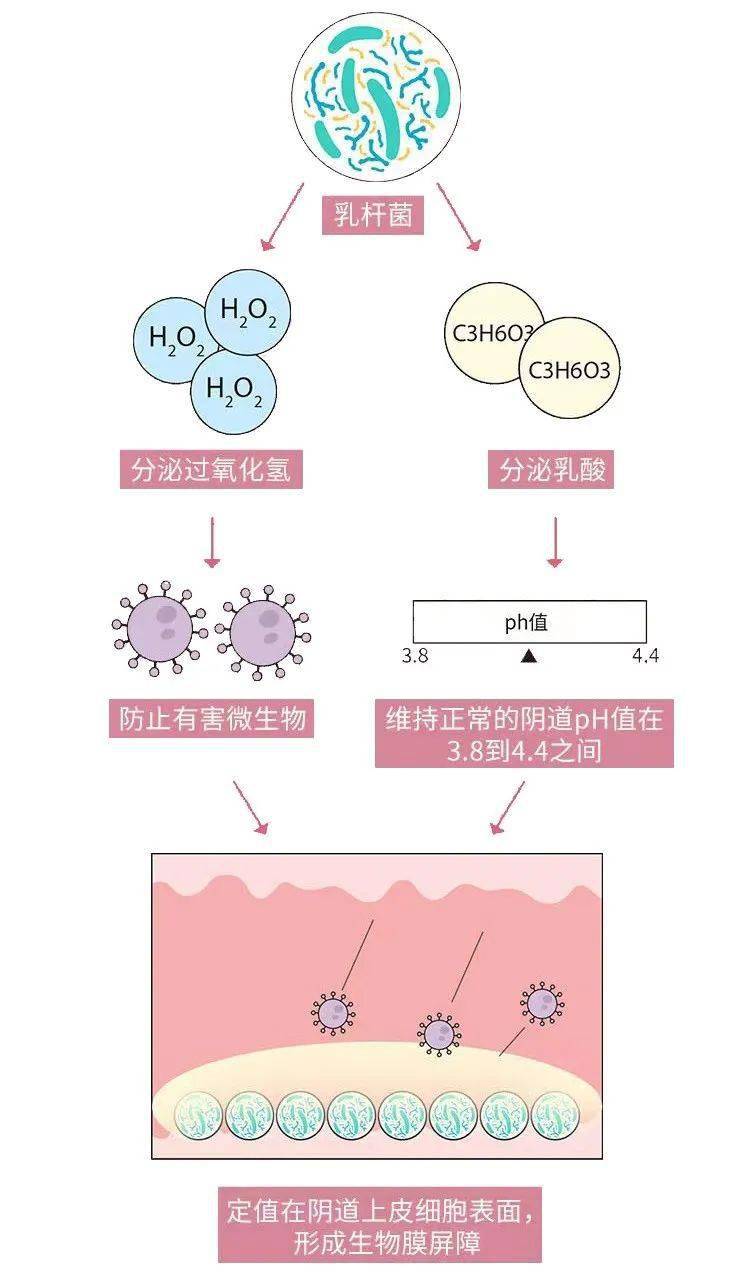 菌素、生物表面活性物质等抑菌物质,可以有效抑制阴道中致病菌的繁殖。