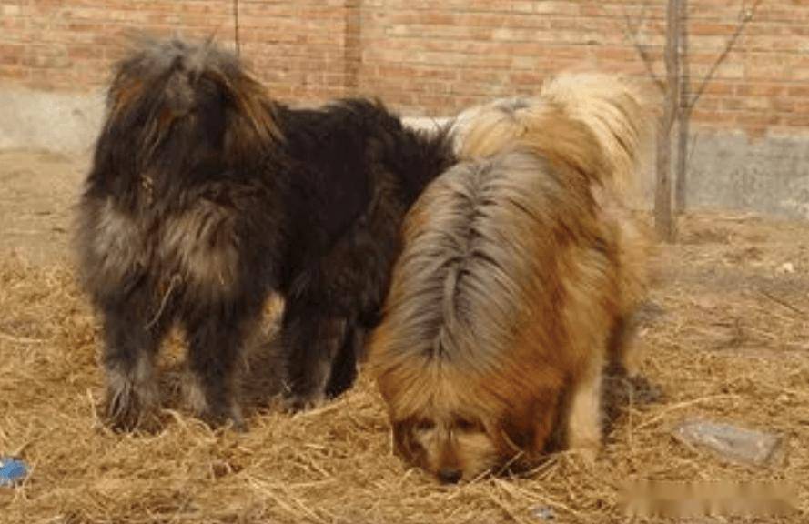 被人遗忘的中国猛犬！比藏獒更凶猛的藏狮，是藏民心中的“神犬”
