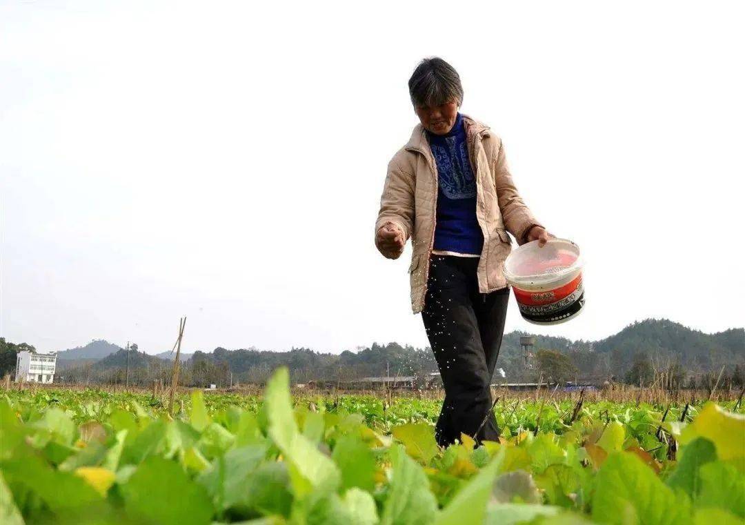 氯化钾、硫酸钾、硝酸钾：哪个含钾多？哪个见效快？哪个效果好？