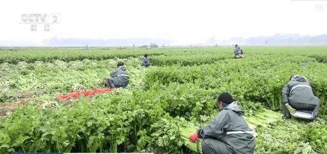 10月全国蔬菜在田面积105亿亩菠菜油菜黄瓜价格环比降幅超%(图5)