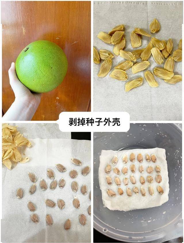 开云体育app吃完的“水果核”别扔这样培育一下几天就能长成一个小盆栽(图5)