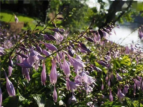 PG电子入口植物风水学知识园林景观人必知(图2)