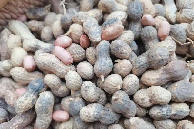 它主要存在于发霉的花生、玉米、大米、豆类等食物中，即便你把表面的霉