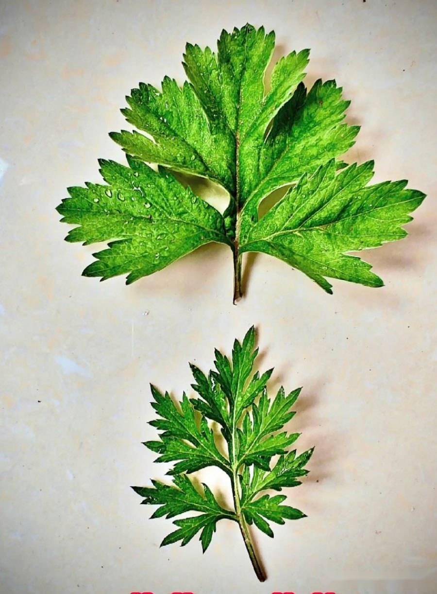 端午到了,艾草和艾蒿到底怎么区分?