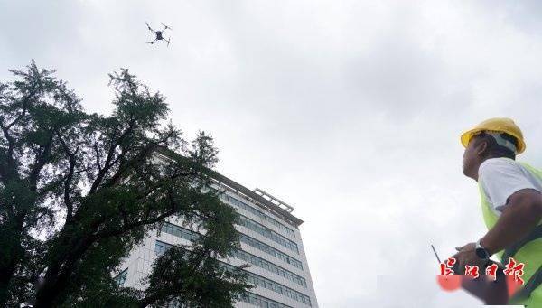 装上“淋浴”每天“冲凉”，540余岁“汉阳树”被悉心照料