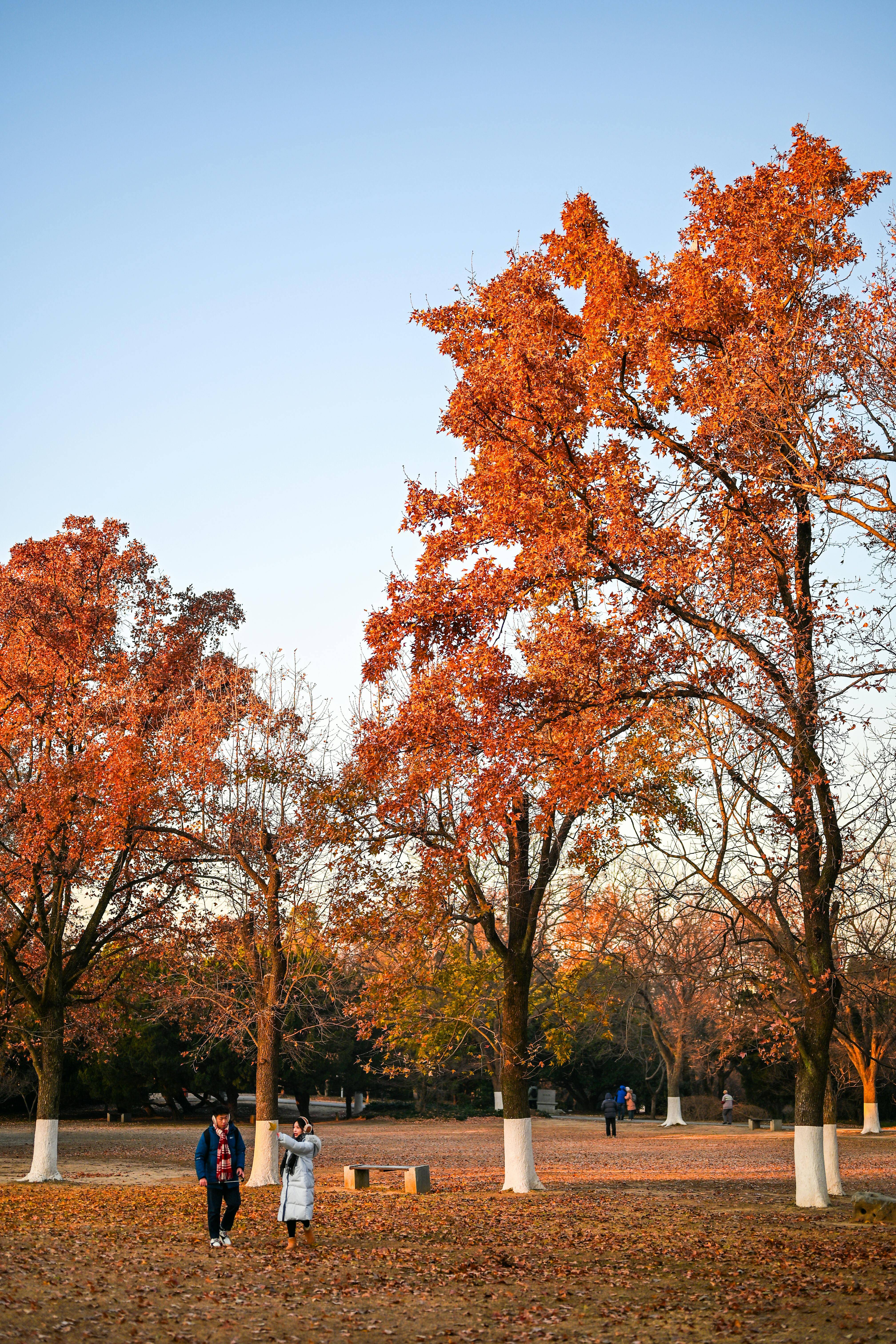 如何区分风寒风热？正确用药快速缓解秋季感冒