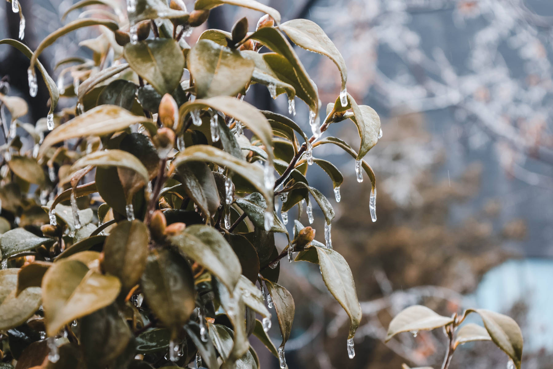 湖北冻雨灾害高清免版权图片