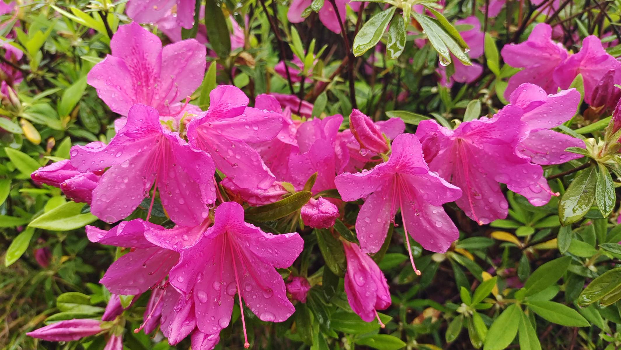 雨中杜鹃花图片图片