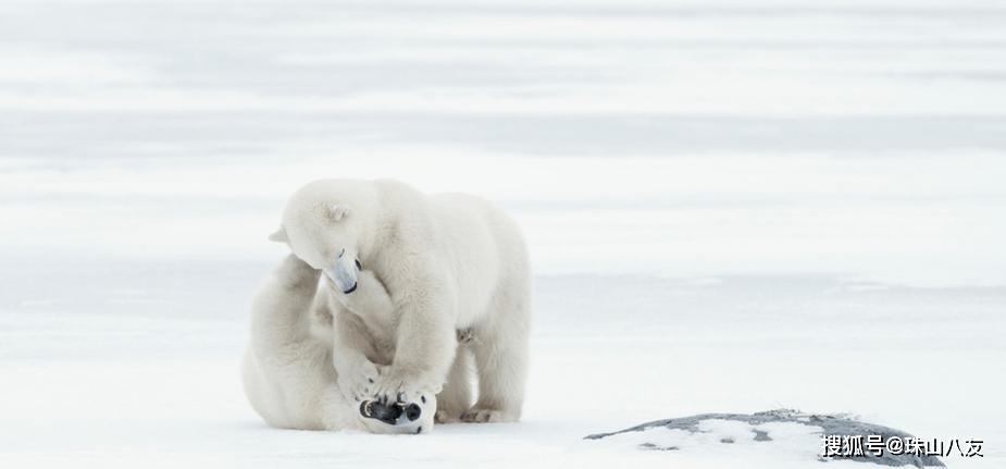 北极熊冰雪之王极地守护神