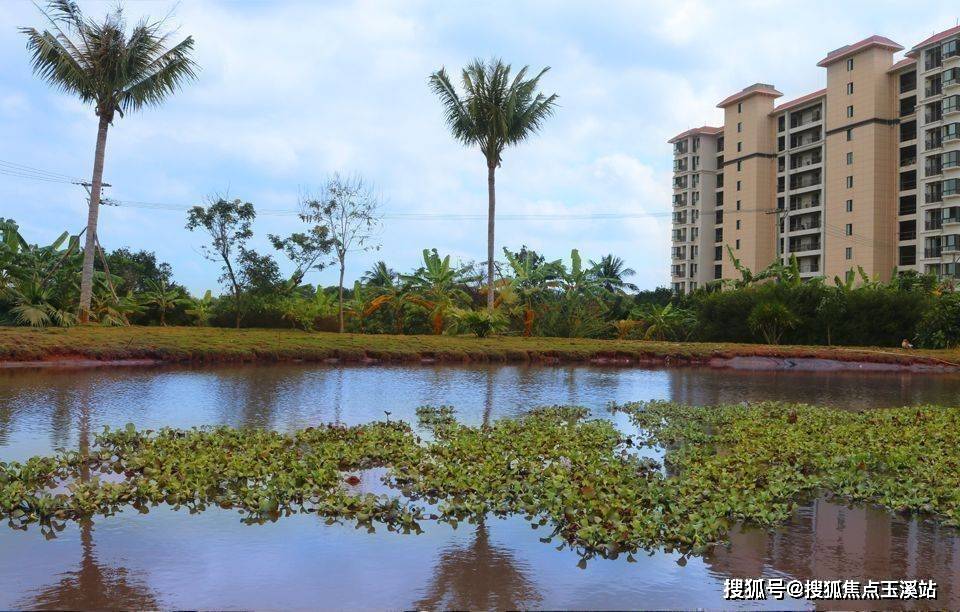 海南椰海润景图片