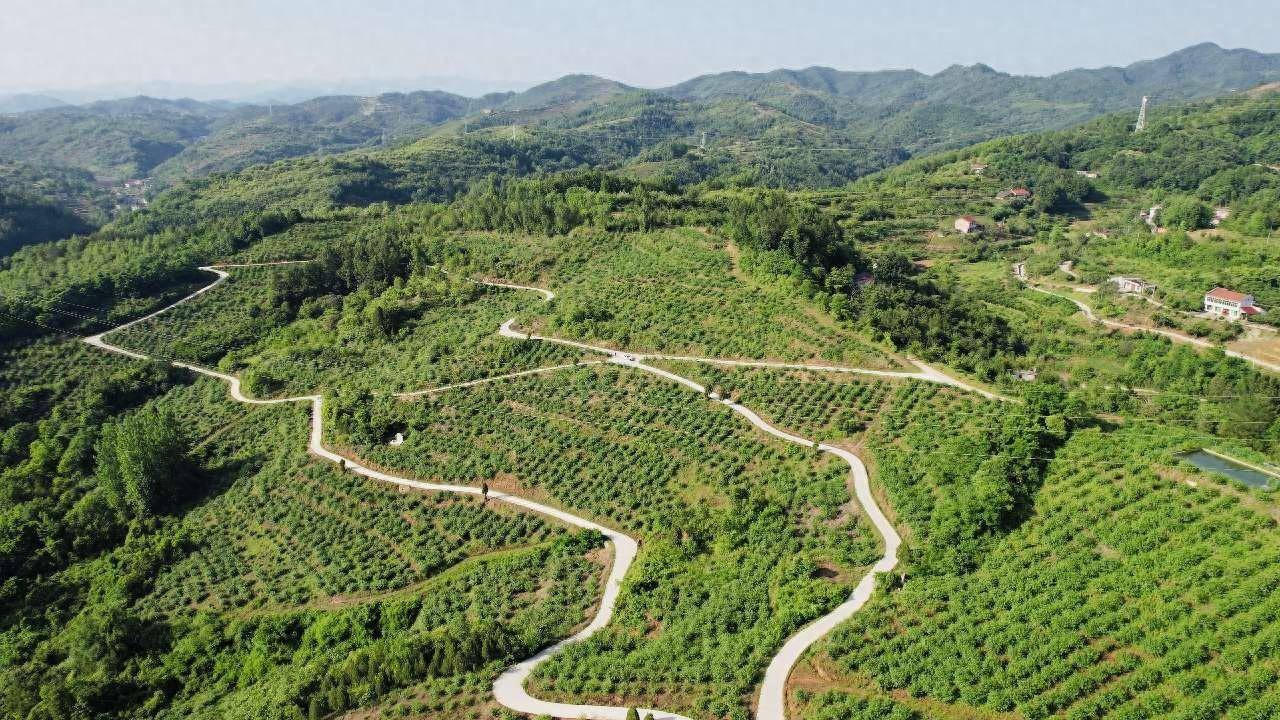 12月初,也是青花椒基地冬季管理的关键时节,在汉阴县城关镇,种植大户