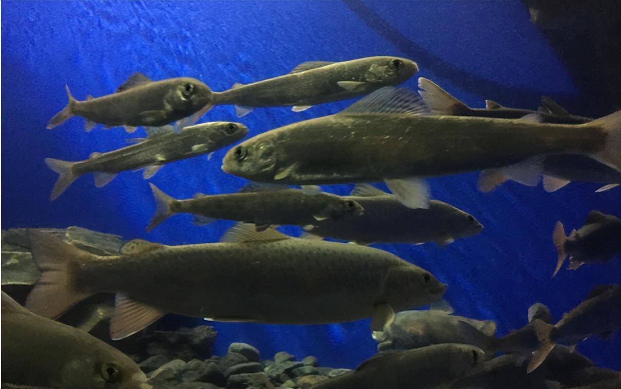 年产鱼30亿斤,最大深度1637米的贝加尔湖,水里最大的鱼有多大?