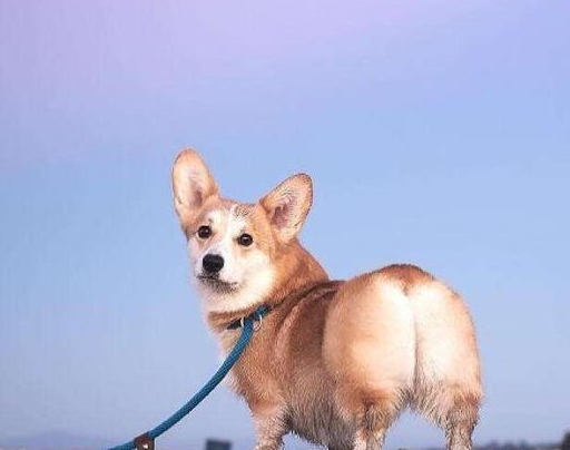 柯基犬的5大优点,保准你满意!_狗狗_什么_屁股