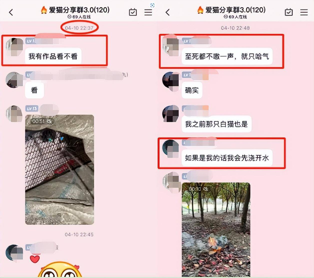 視頻,並將其發到qq虐貓群中而且還敘述虐待的整個經過,手段殘忍聞所