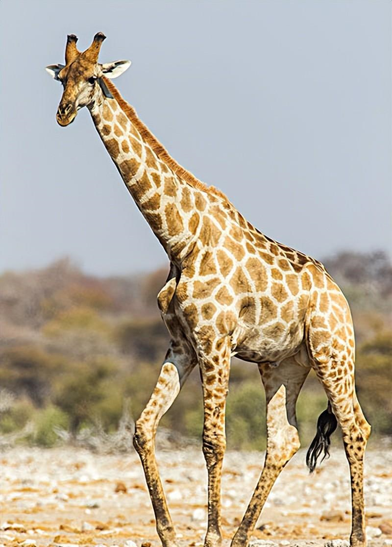 长颈鹿是非洲大陆的独特生物,它们如何抵御动物进攻,有何特点?