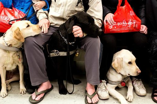 導盲犬上公交被無知婦人驅趕,導盲犬不僅僅只有黃色