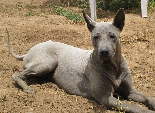 混迹在猛犬身边的军师,来自东南亚的土佐犬,人称东南亚刀疤犬_脊背