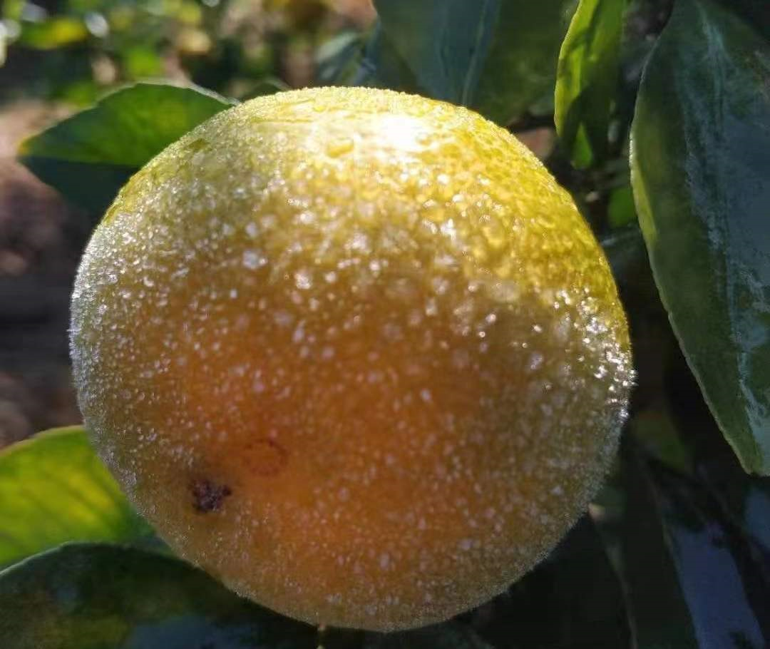 同样的品种在同一地方,高海拔果园受冻害程度比低海拔果园严重,在同一