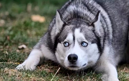 让人又爱又恨的哈士奇,蠢萌的外表也掩饰不住一颗骚动的心_狗狗_主人