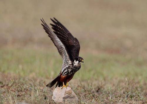 魅力中国行|走进北京市野鸭湖风景区_湿地_鸟类栖息地_鸟儿