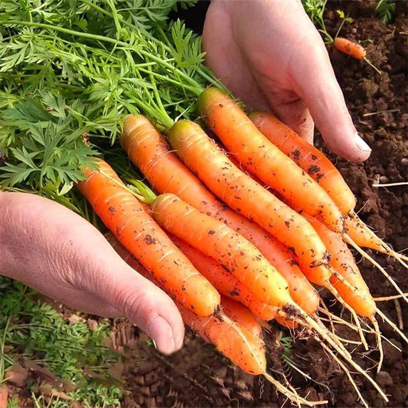 谷医堂正糖名家:迷你蔬菜是智商税吗?_消费者_营养_维生素