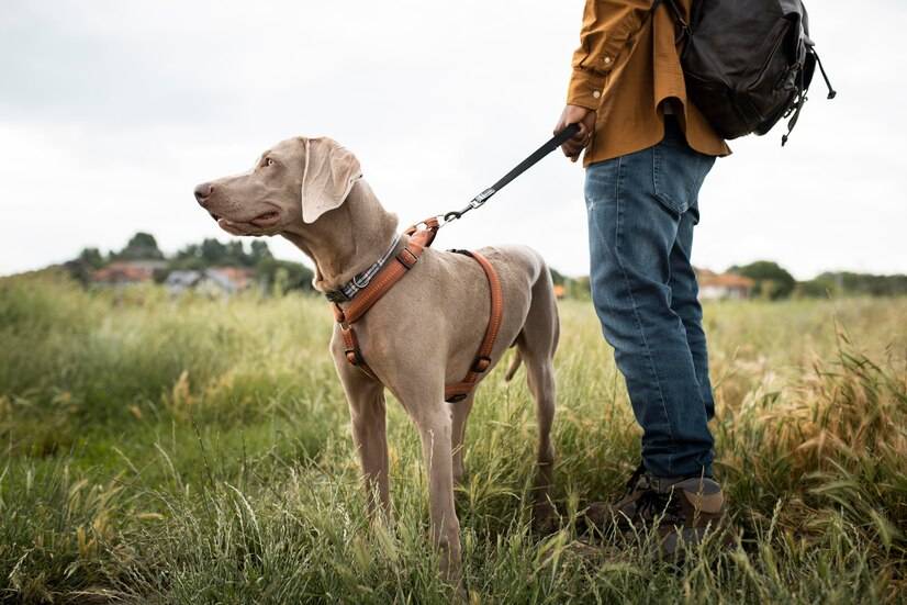 怎麼訓練導盲犬看紅綠燈_識別